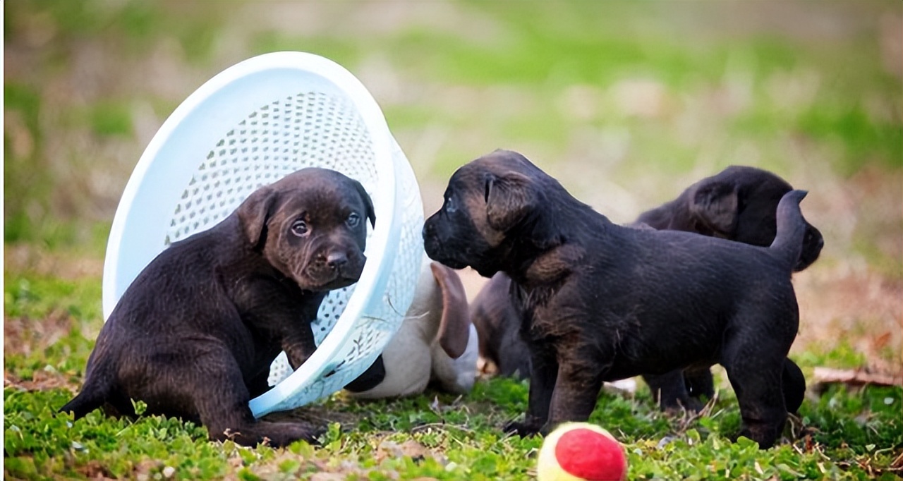 狗狗贪吃然后就吐,狗狗消化不良吃什么药