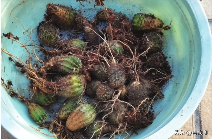 养了10年的彩草仙人球,彩草仙人球的养殖方法和注意事项