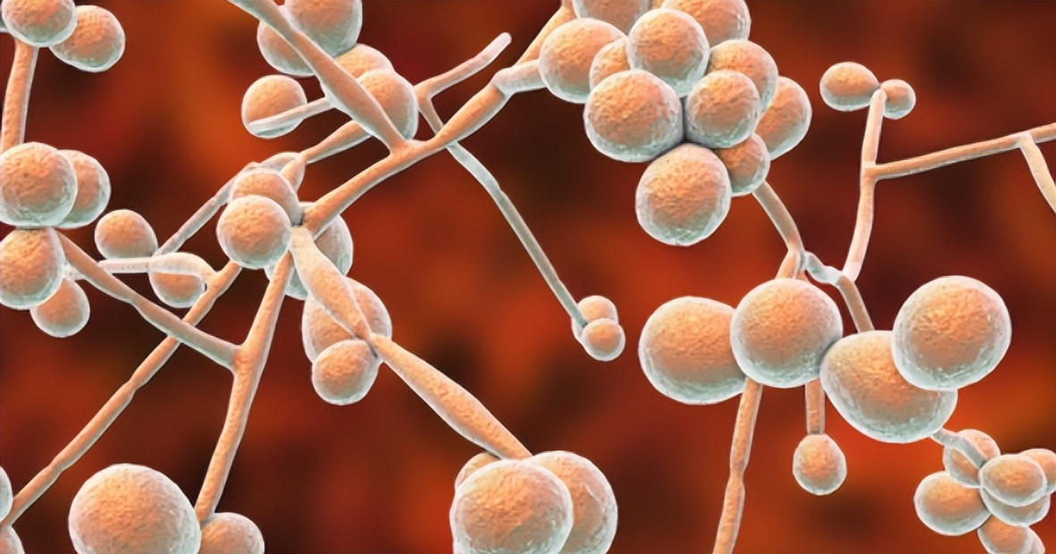 口腔乳酸杆菌多怎么调理,口腔健康的重要性视频