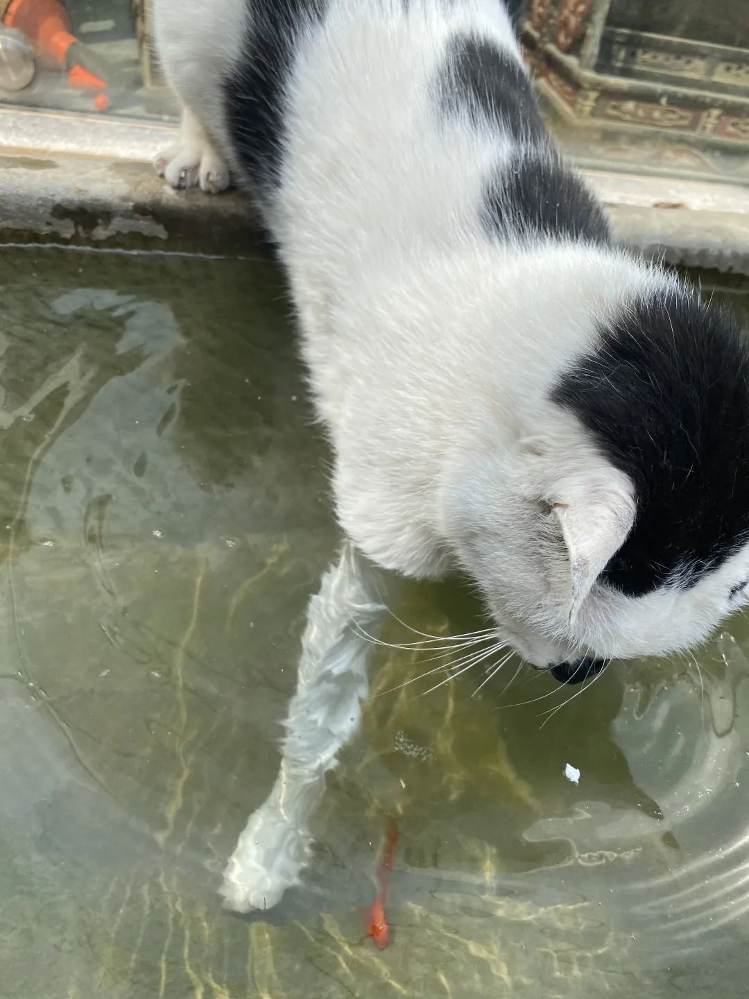 猫掉缸里怎么办,猫咪老是掉缸怎么办