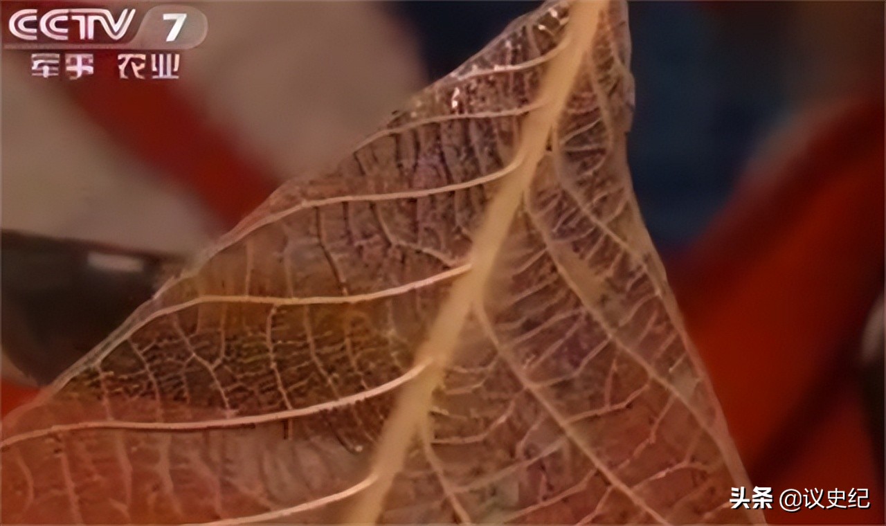 贵州女子一片叶子卖7000,贵州女子用树叶挣大钱