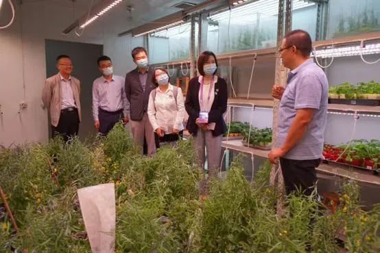 杨凌油菜种植基地,杨凌油菜种植