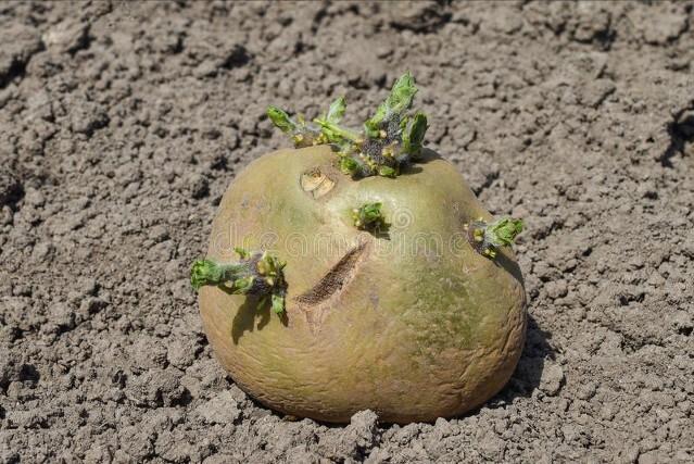 发芽的土豆正确利用,发芽土豆的正确处理方法