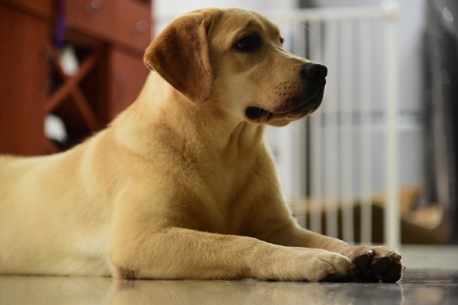 拉布拉多吃什么去泪痕,拉布拉多吃啥开胃