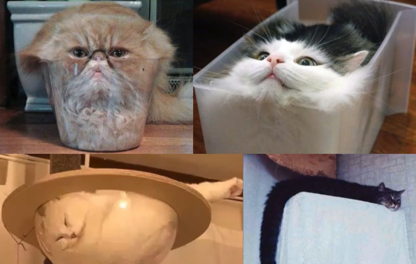 液体猫究竟是怎么一回事儿？原来它3000万年只干这一件事