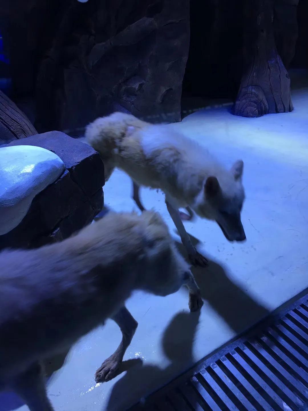 上海海昌海洋公园极限挑战,上海海昌海洋公园在哪个区