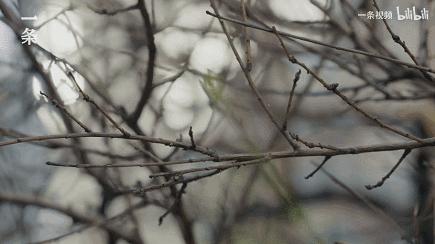 9.1分出圈，这次全网力挺！从京东副总裁，跌落成“*子骗**”