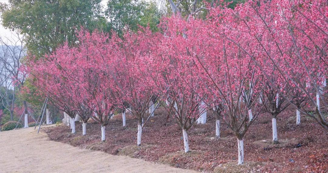 必去的苏州十大最美园林,来苏州必逛的四大园林