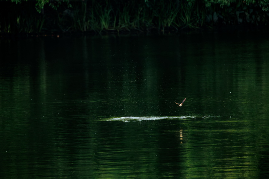 佳能eosr8打鸟,佳能eosr8拍视频变焦