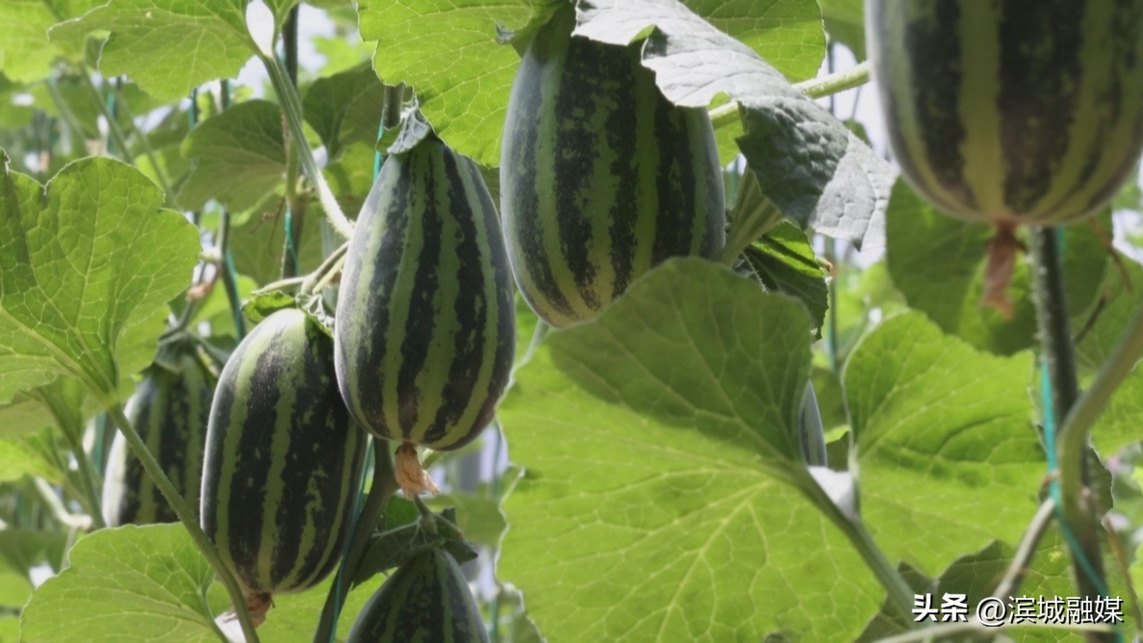 乡村振兴党建引领新做法人民日报,乡村振兴党建引领