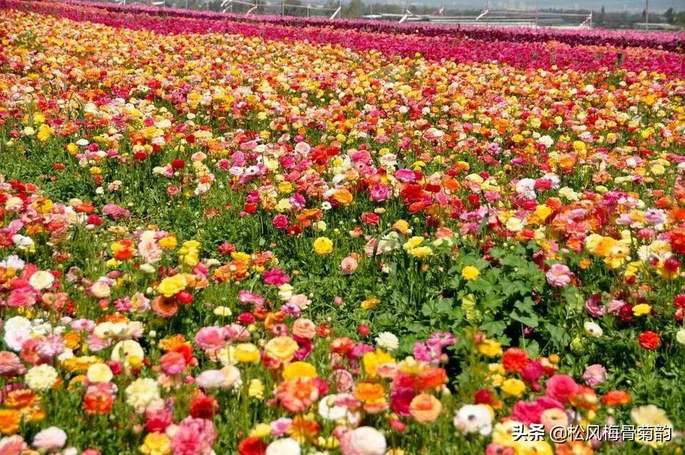 阳光染花颜，清露润芳心，倾情一绽为君开，只盼君再来