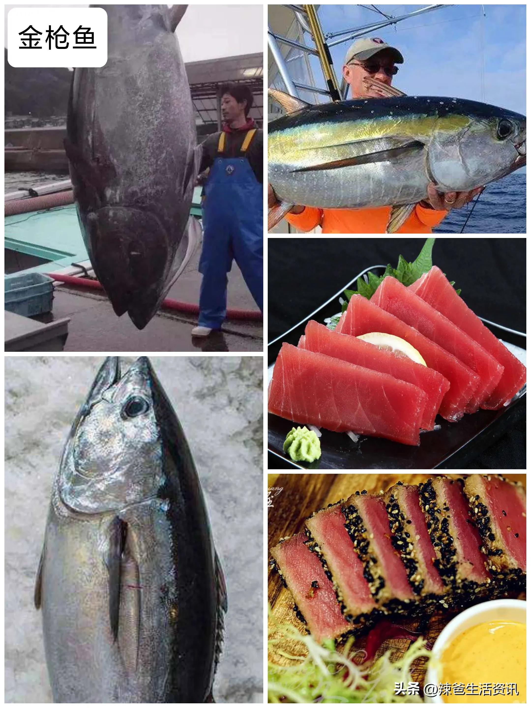 好吃不贵的野生海鱼,十种好吃不贵的正宗海鱼