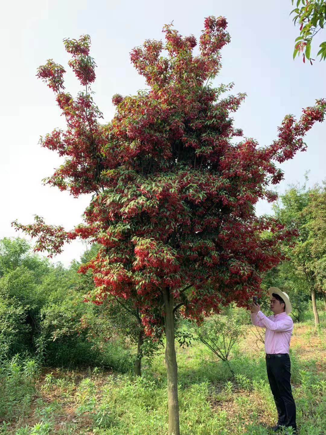适合农村乡镇的创业小项目,农村创业做什么最适合