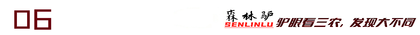 探秘原始森林的真实过程,揭露森林背后的真相