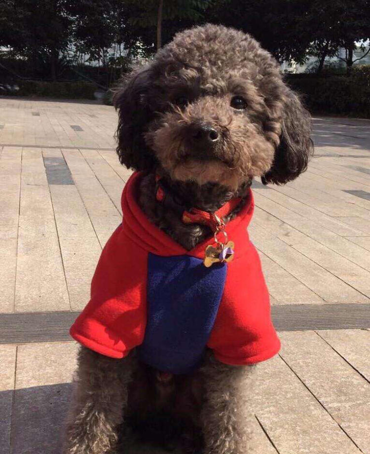 泰迪狗狗频繁放屁怎么解决,泰迪狗老是放屁怎么回事