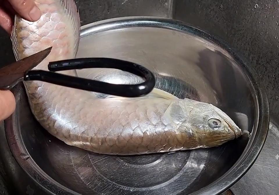 男子养的金龙鱼死亡,男子养了3年的银龙鱼死亡