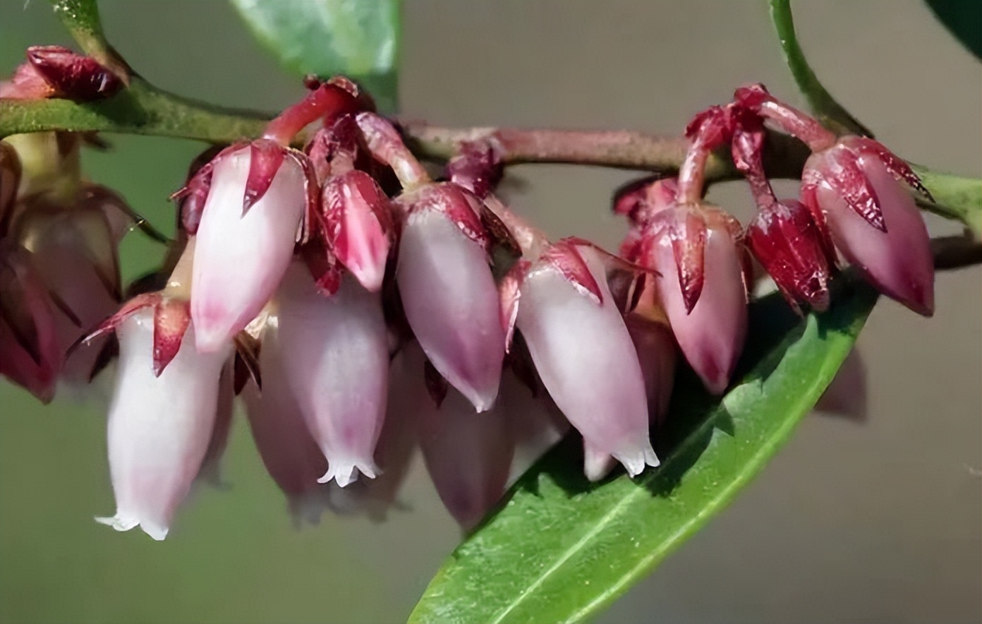 南烛，白天不懂夜的黑，饭的黑你可能也不懂｜花名册No.00174