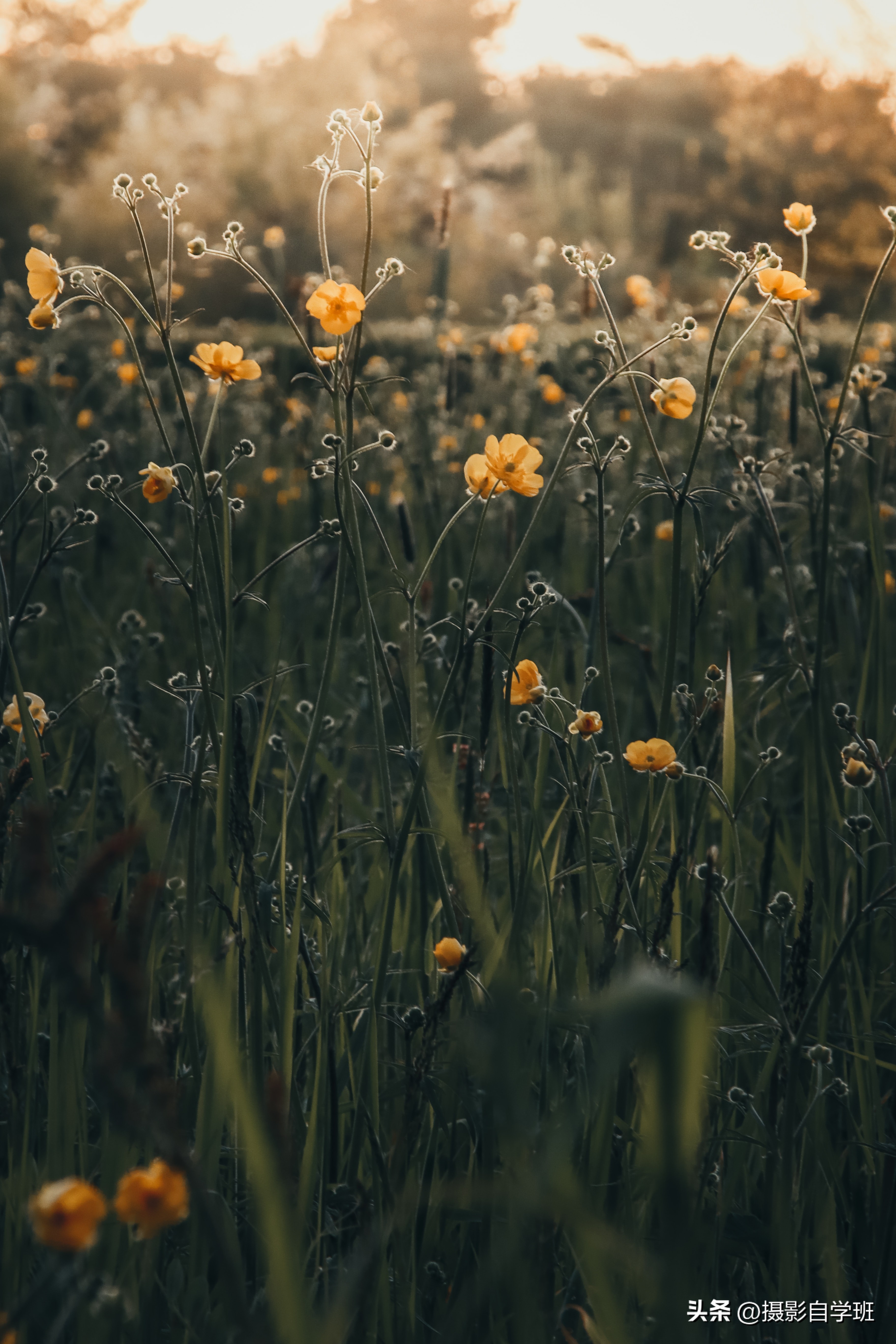 用手机拍照风景技巧,用手机拍照有哪些摄影技巧