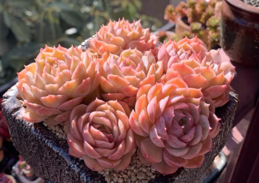 高颜值又皮实好养的多肉,天生好皮囊