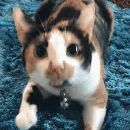 怎样测试猫咪的智商低还是高,如何测试猫咪的智商高不高