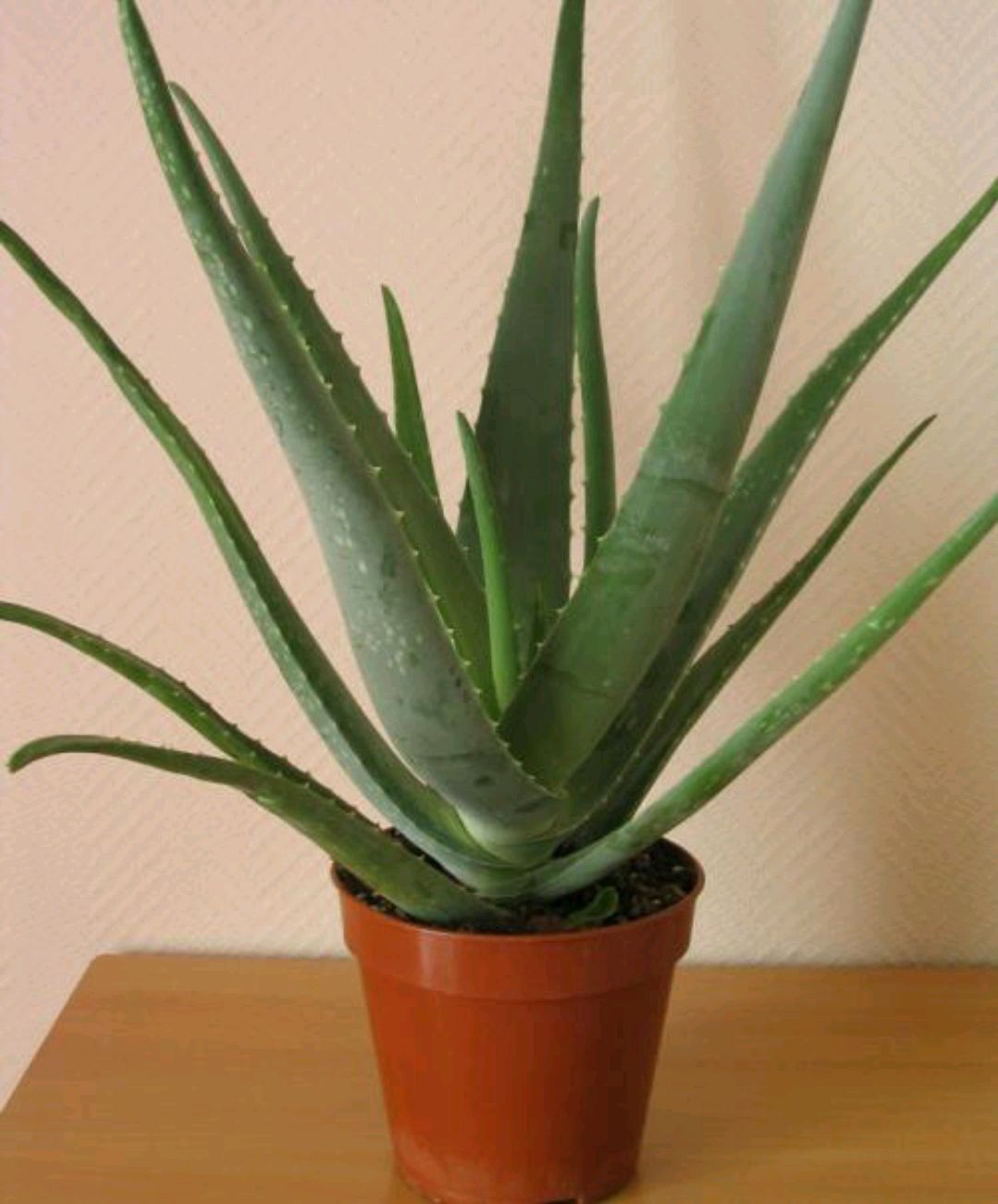 喜欢养花的人都会养什么花,喜欢养花的能不能养猫