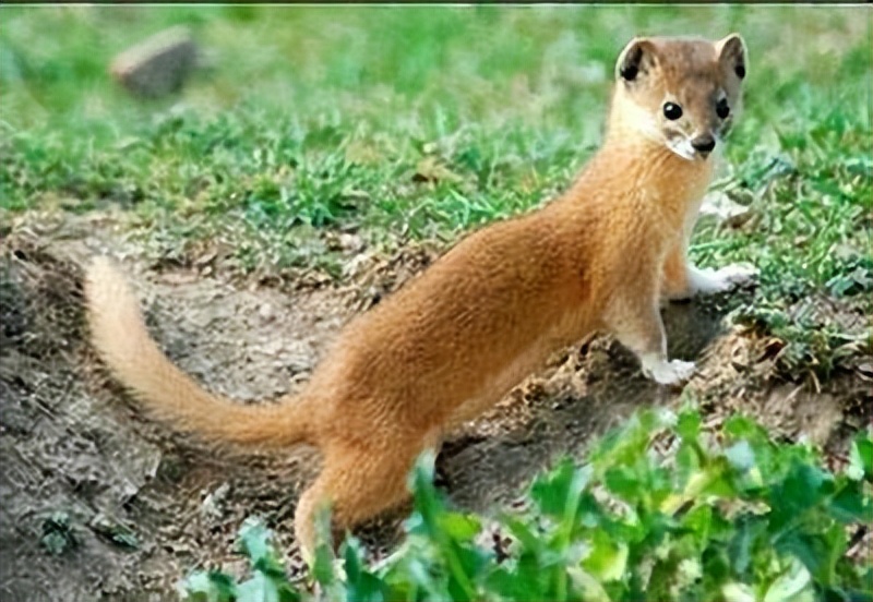 被黄鼬咬死的鸡还能吃吗,黄鼬图片