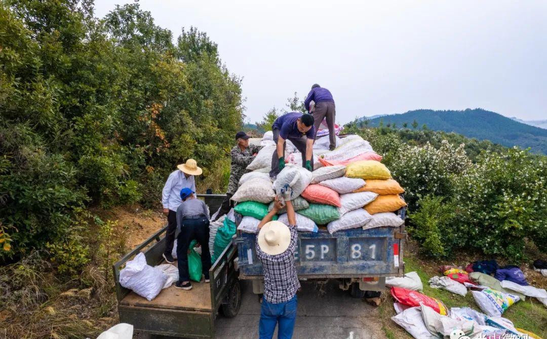 美丽的光山美景,光山县万亩油茶