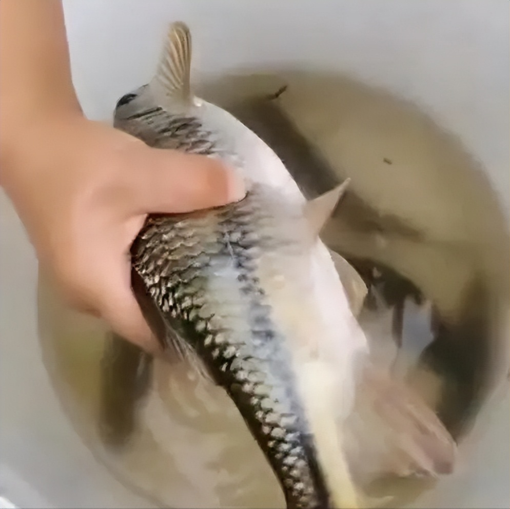 两种环境富集方法对石斑鱼幼鱼认知能力和生长性能的影响