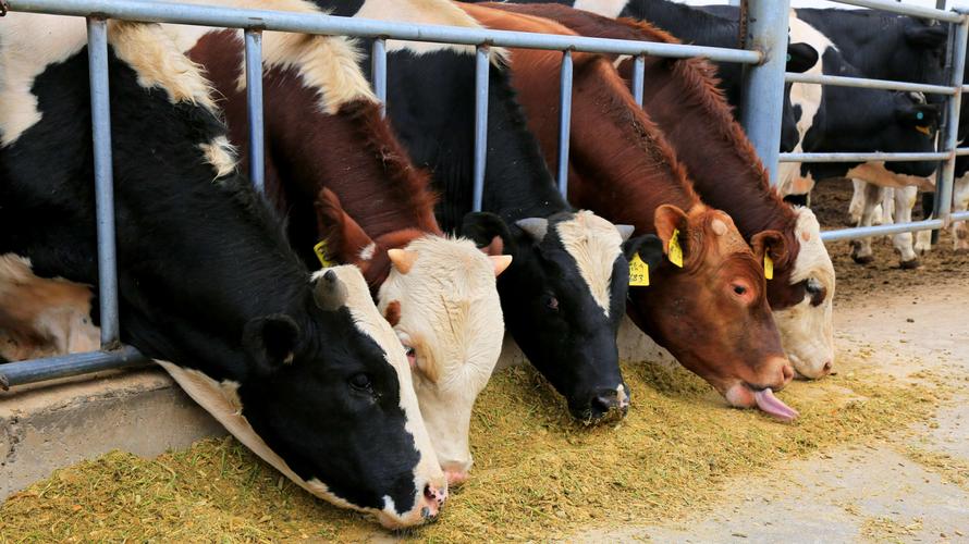 养肉牛和养殖母牛哪个利润大,养肉牛成本低还是养母牛成本低