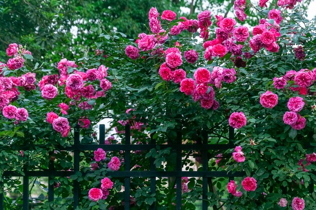 写蔷薇花的古诗词,古诗词经典诵读蔷薇花