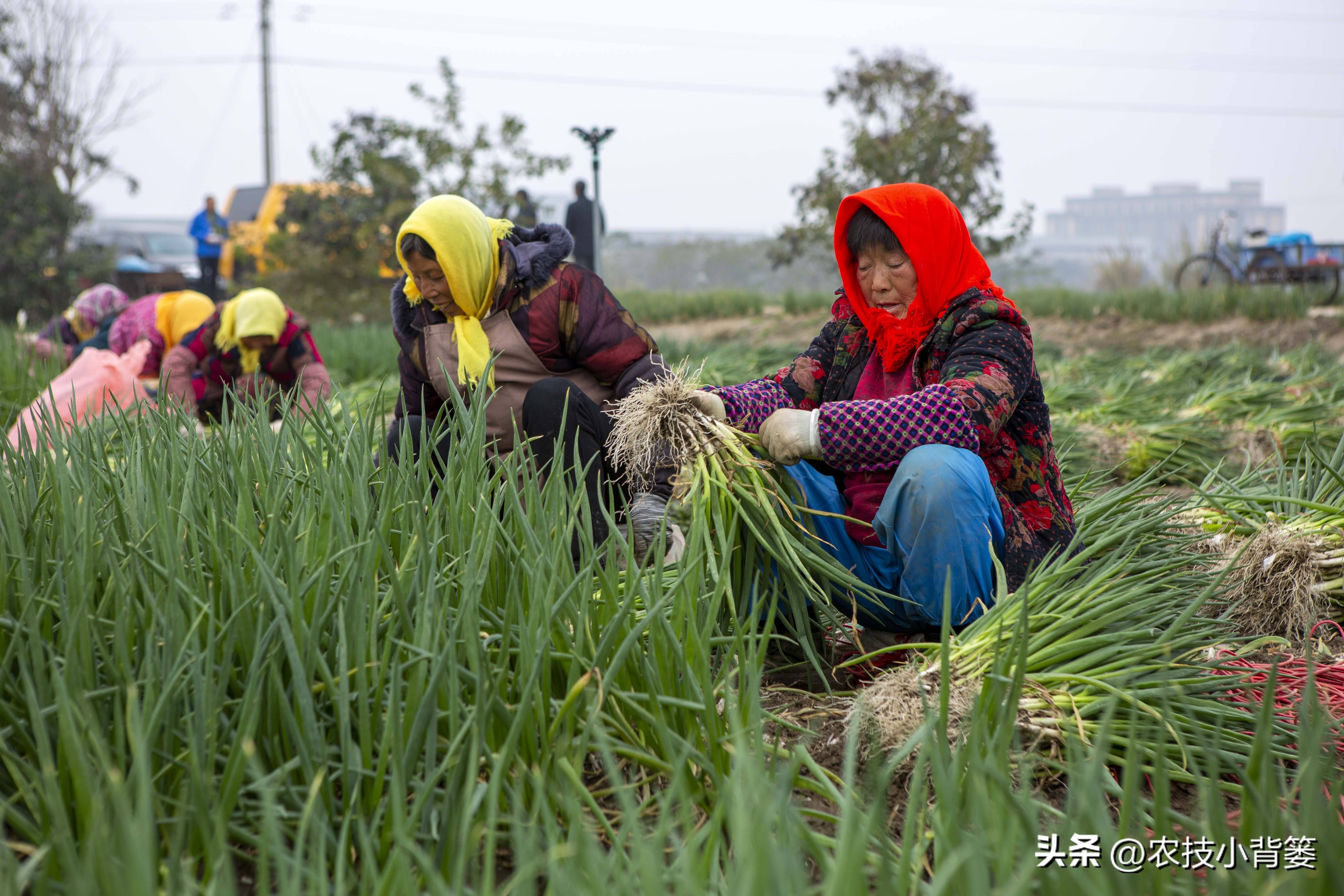 小香葱种植时间和方法视频,小香葱的种植方法和时间