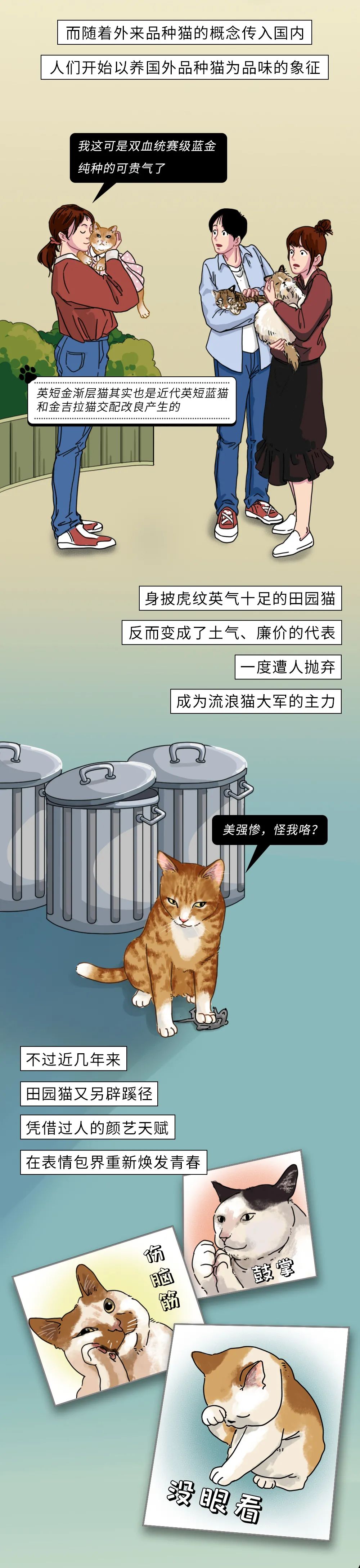 为什么中华田园猫会遭人嫌弃,盘点一下中华田园猫