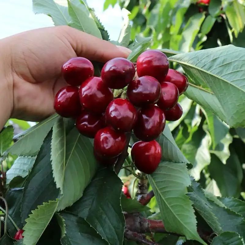 樱桃能不能吃多,樱桃能和鱼一起吃吗会中毒吗