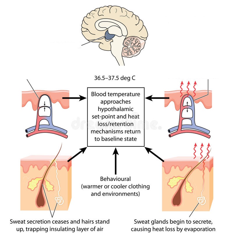 不退烧严重吗,不退烧会怎样