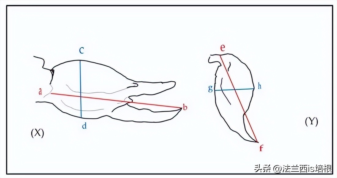 广州海关截获11箱588只蛇蛙蜥蜴,广州海关截获蟑螂200只