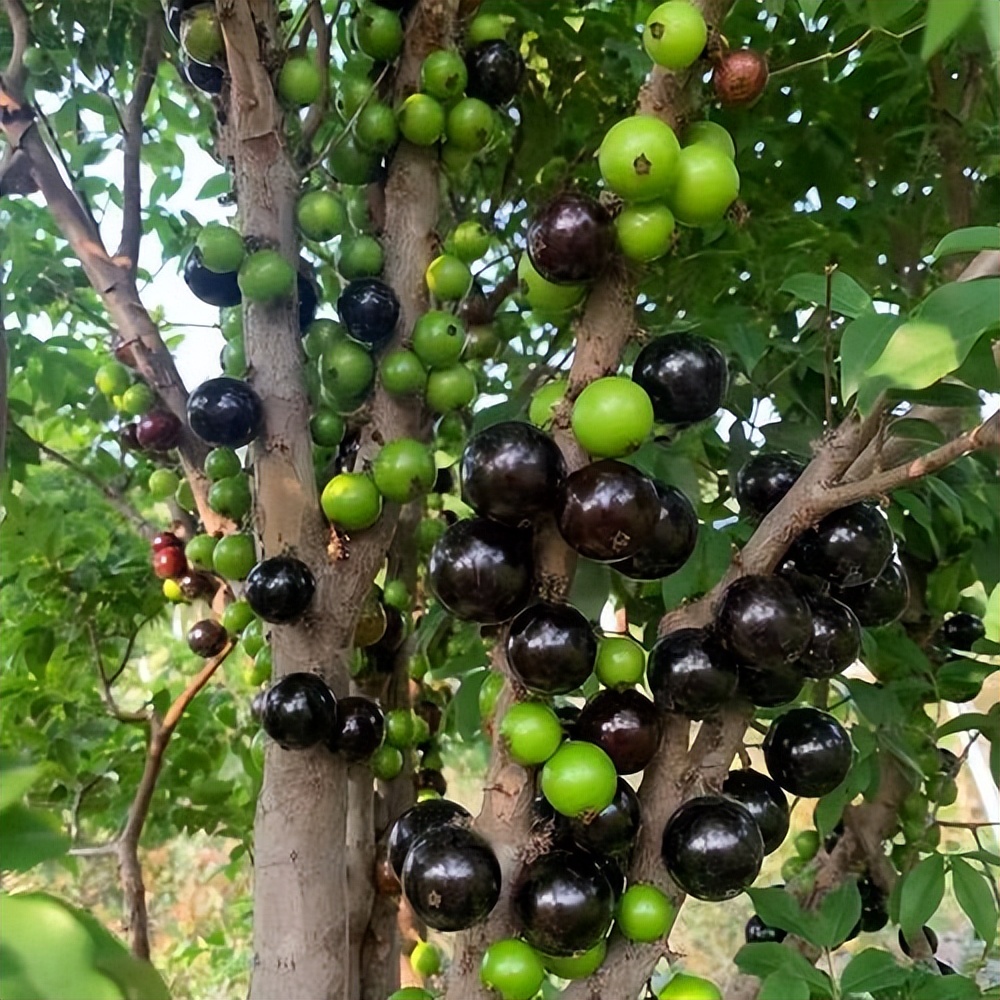 四月生长的水果有哪些,4月开花的水果