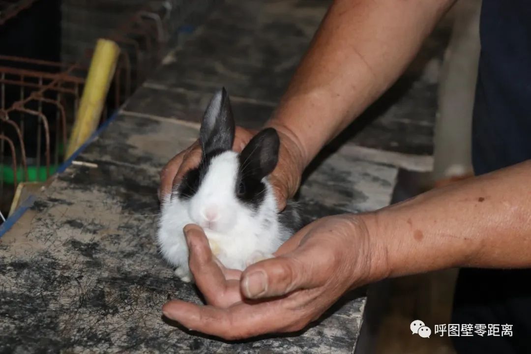 乡村振兴产业养殖介绍,乡村振兴养殖种植一体化