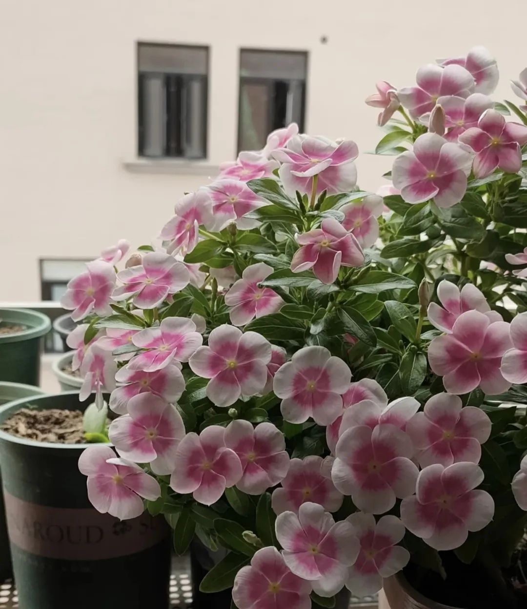 一年四季都可以开花的爆花机器,最好养的开花机器