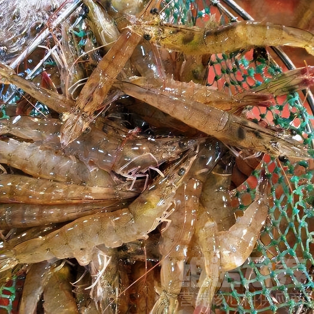 深水养虾好还是浅水养虾好,怎样养虾小视频