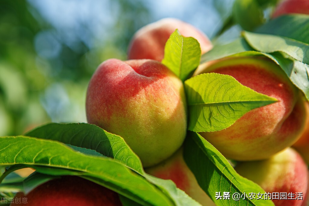 十大最旺家庭养的庭院花,十种富贵花庭院栽一棵好养又吉祥