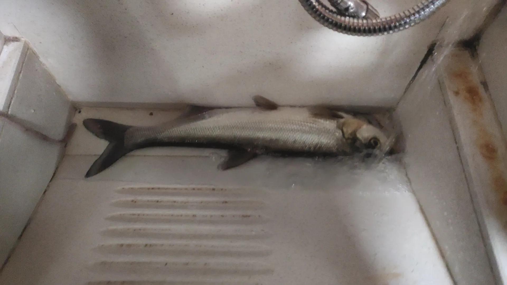 水库路亚翘嘴的诀窍,冬季路亚翘嘴鱼方法