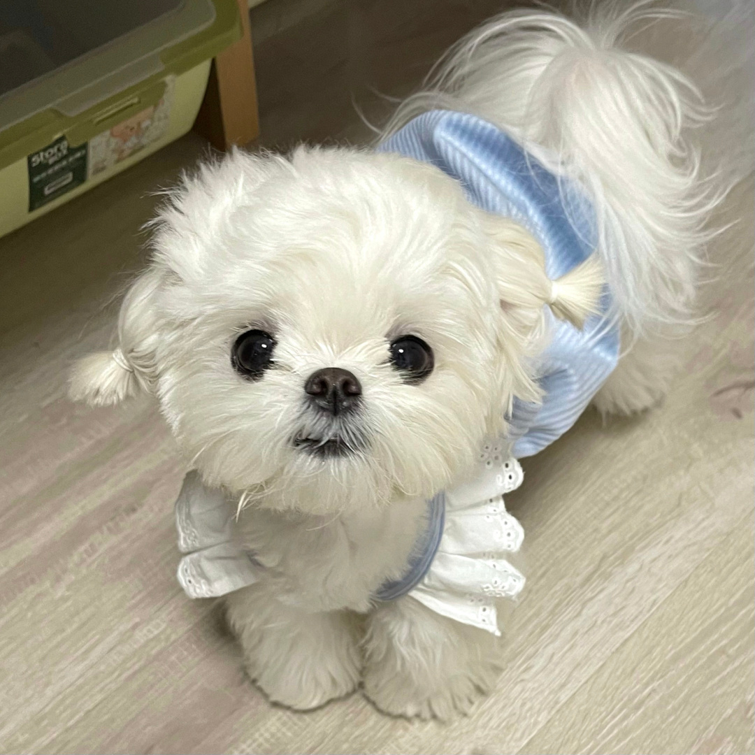 新手养狗养什么狗,新手养狗什么狗最忠诚