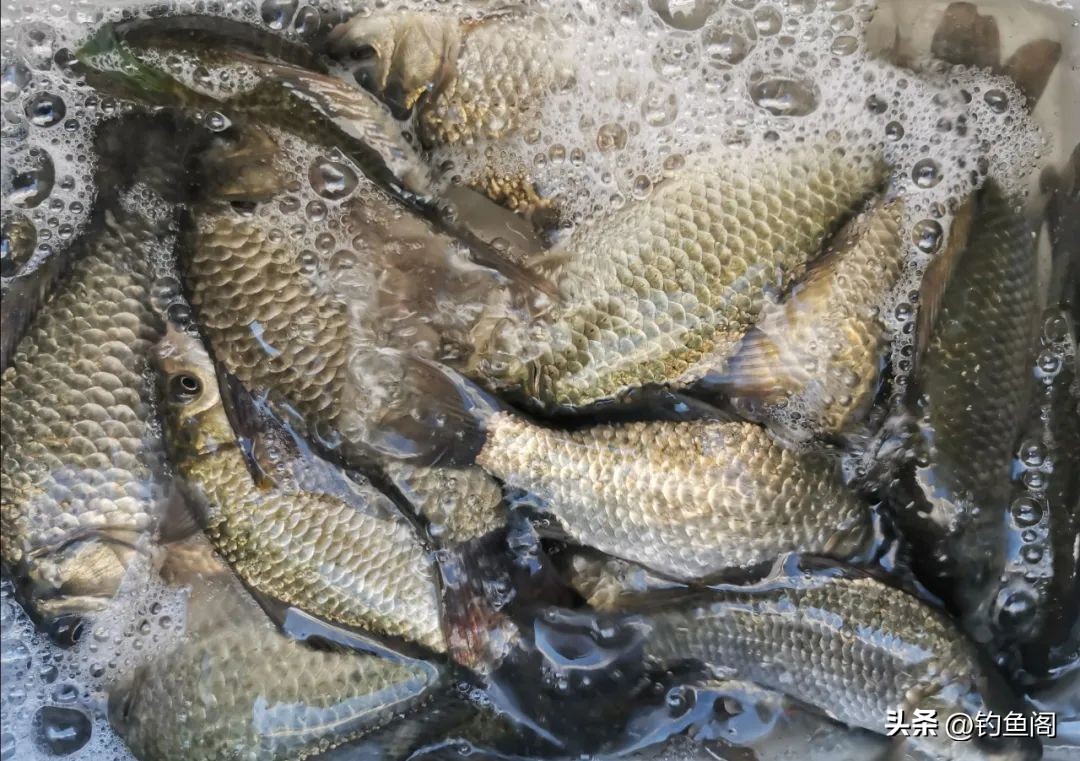 总是顶漂却没有中鱼是怎么回事,有漂相提竿不中鱼什么原因