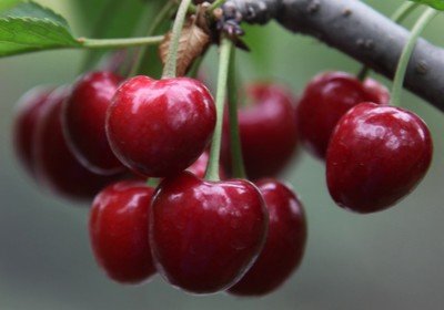 樱桃果实软腐是怎么回事?如何预防?