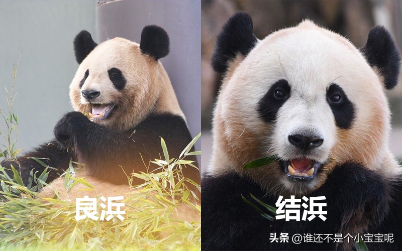 目前在国外的大熊猫有几只,大熊猫国外租借了多少只