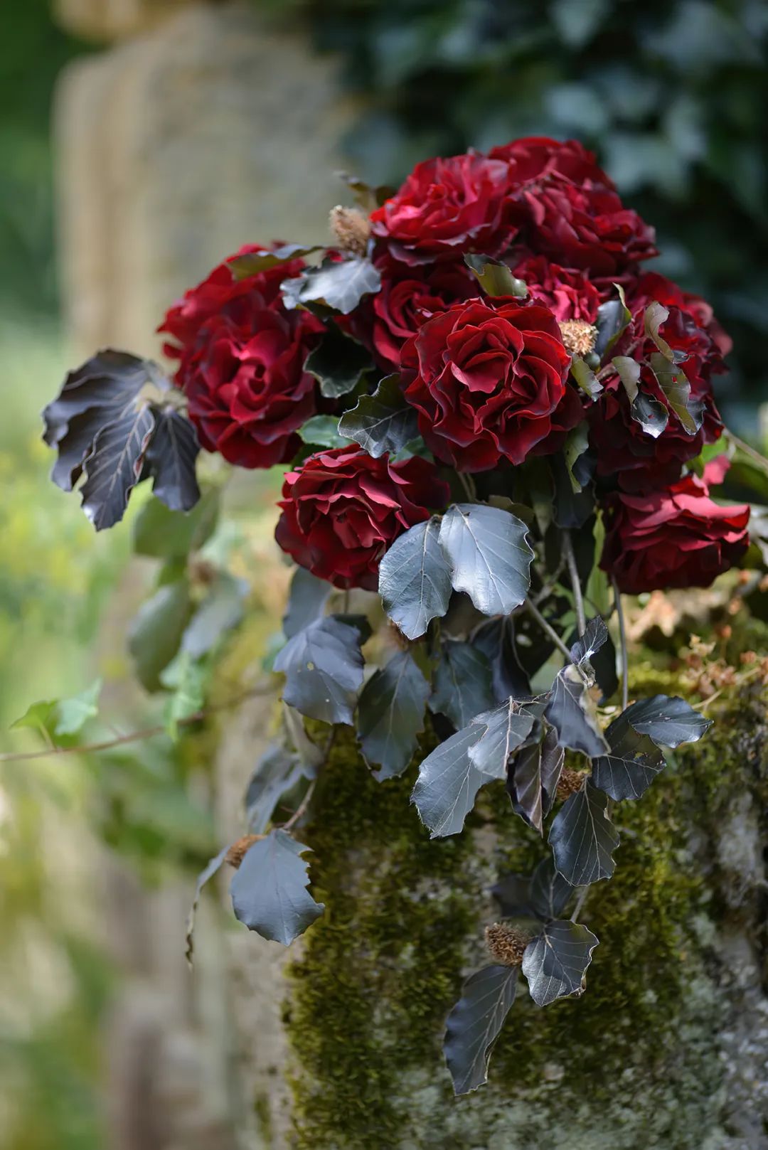 比较鲜又好养的月季品种,最值得养的大花浓香月季品种