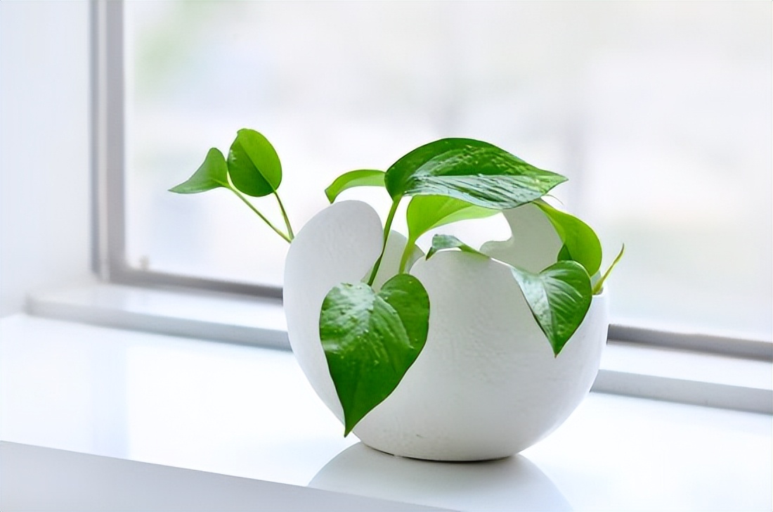 除甲醛又好养的植物,十大除甲醛的植物有哪些