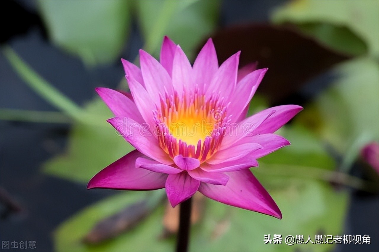 风吹荷叶满庭春,风吹荷叶满庭香