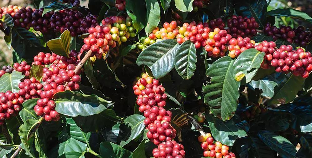 像小粒咖啡的植物,咖啡盆栽植物