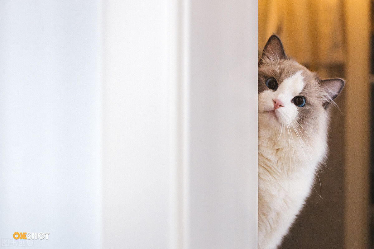 刚养猫的铲屎官有点怕猫怎样克服,猫咪铲屎官的居家养猫和防护心得